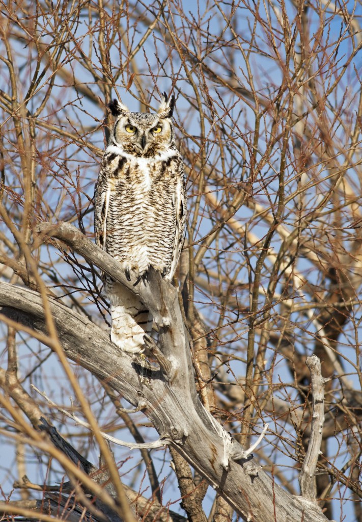 owl-in-medicine-hat-alberta-canada
